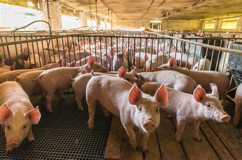 Antibiotic-resistant strains of staph bacteria may be spreading between pigs in factory farms ...