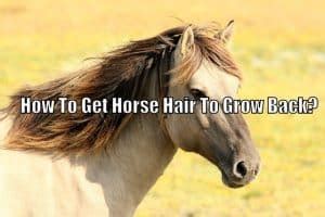 How To Get Horse Hair To Grow Back? (Horse Mane Growth) – Horse FAQ’s