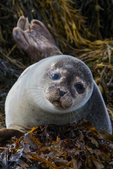 Scottish wildlife: The amazing animals you must see in Scotland