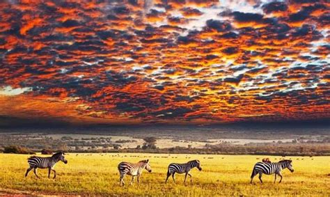 Serengeti National Park: A Detailed Guide For All Travelers