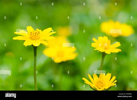 Little yellow star hi-res stock photography and images - Alamy