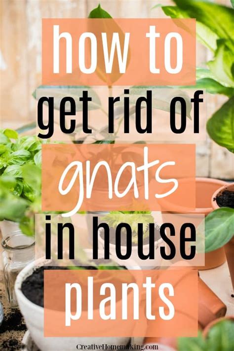 How to Get Rid of Gnats in House Plants - Creative Homemaking