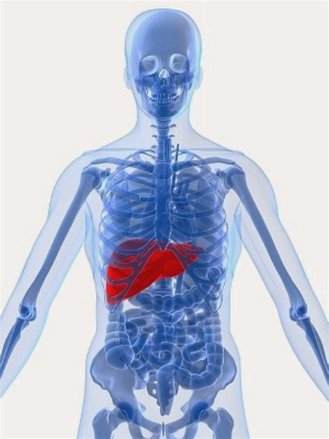 The Plant-Based Pharmacist's Blog: Loving Your Liver