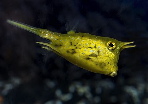 Longhorn cowfish – Species – Two Oceans Aquarium Cape Town, South ...