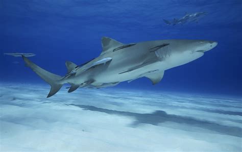 Lemon Shark Facts & Information Guide - American Oceans