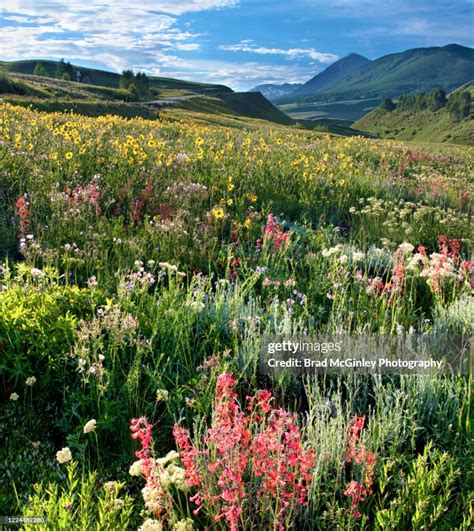 Colorado Wildflowers High-Res Stock Photo - Getty Images