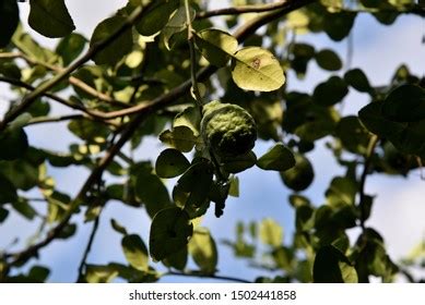 123 Bergamot Effect Images, Stock Photos & Vectors | Shutterstock