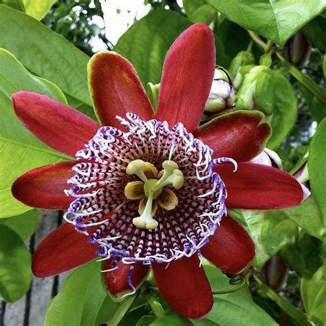 Red passion fruit (Passiflora edulis) fruit live plant 1’-2’ » Tropical ...