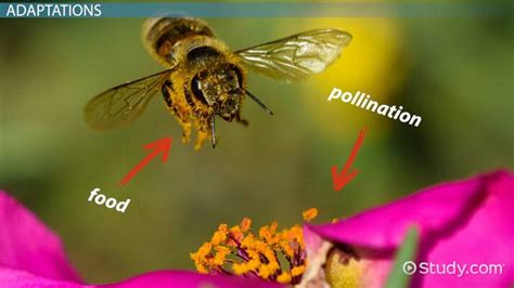 Insect Pollination | Process, List & Examples - Lesson | Study.com