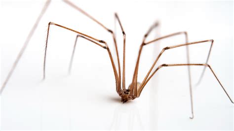 Are daddy longlegs really the most venomous spiders in the world? | Live Science