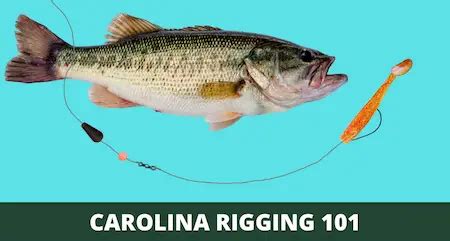 Carolina Rig 101 (Setup and How-to Guide with Pictures)