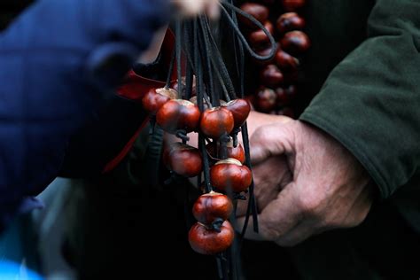 Curious Questions: How to win at conkers - Country Life