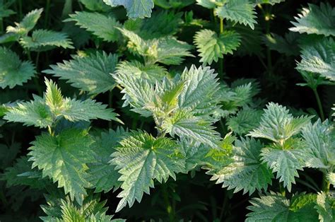 Stinging plants – stinging trees, Gympie-Gympie and stinging nettles | healthdirect