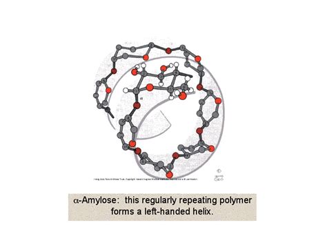 a-Amylose: this regularly repeating polymer forms a left-handed helix.