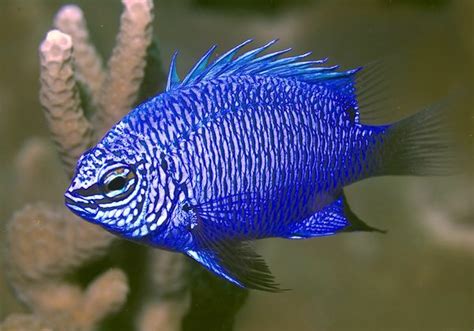 New Damselfish Species Discovered in New Guinea | AquaNerd