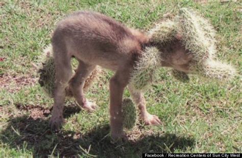 Arizona Golf Course Workers Save Coyote Puppy Covered In Cactus Spines ...