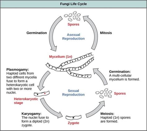 Life Cycle Of A Fungi Cell