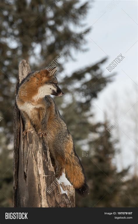 Grey Fox (Urocyon Image & Photo (Free Trial) | Bigstock