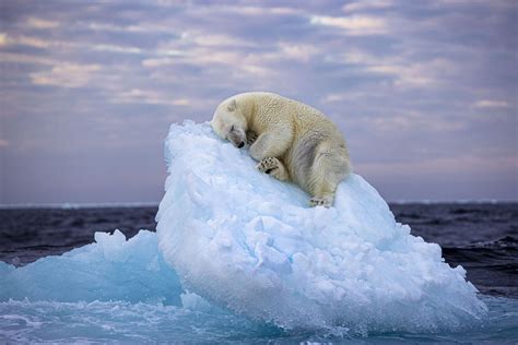 Sleepy Polar Bear Portrait Wins the Wildlife Photographer of the Year ...