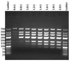 DNA Clean Beads - 力鈞生物科技有限公司 ZGENEBIO BIOTECH INC.