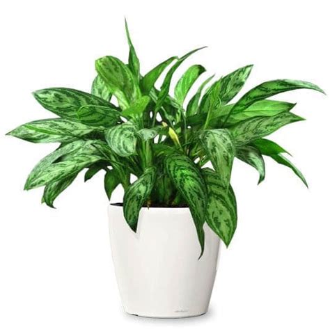 Top 5 Air Purifier Indoor Plants – Kiran Iyengar's