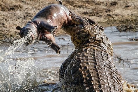 Tragic hippo tot is tossed around by crocodile after young animal is snatched while its mother ...