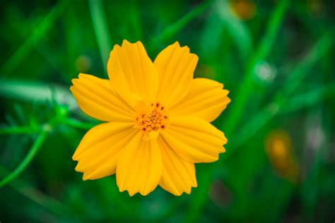 Kenikir Flower | Agung W | Flickr