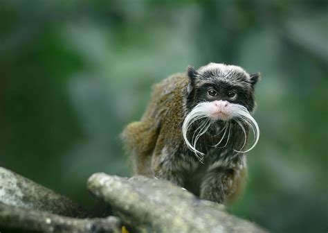 Bearded Emperor Tamarin Facts: Animals Of South America - WorldAtlas