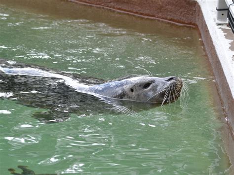 The Online Zoo - Harbor Seal