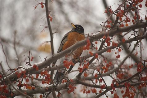 American Robin In Winter by toshema on DeviantArt