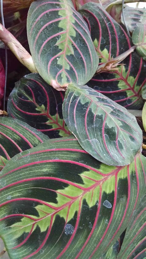 Red Prayer Plant | Houseplants by Studley's