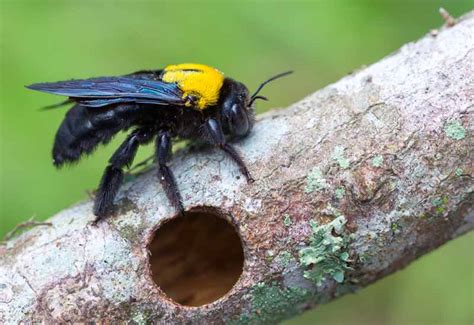 How to Stop Carpenter Bees from Destroying Your Wood Structures