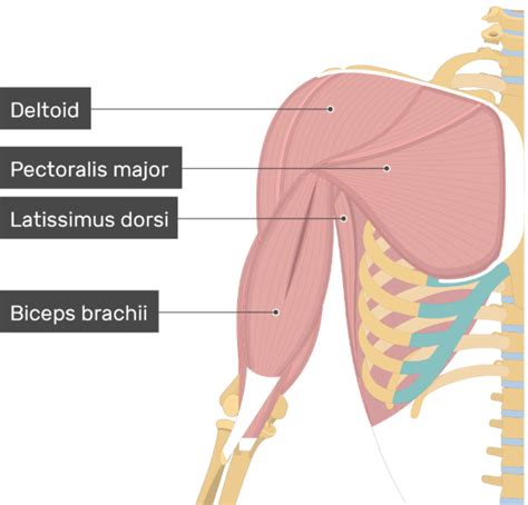 Subscapularis Muscle - Attachments, Action & Innervation