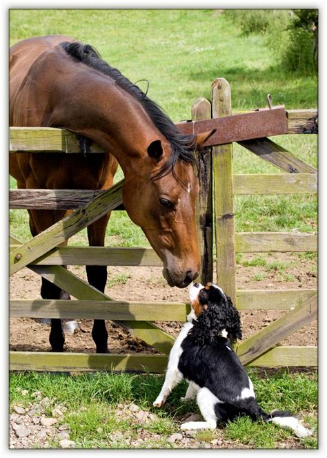 Awkward Friendships: My dog meeting a horse