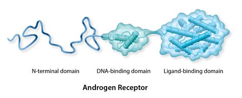 Our Target, the Androgen Receptor - ESSA Pharma