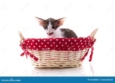 Siamese Kitten in Picnic Basket Stock Image - Image of isolated, mustache: 33160809