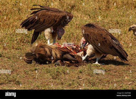 Vultures eating on the remains of a lion kill, Masai Mara Game Reserve, Kenya Stock Photo - Alamy