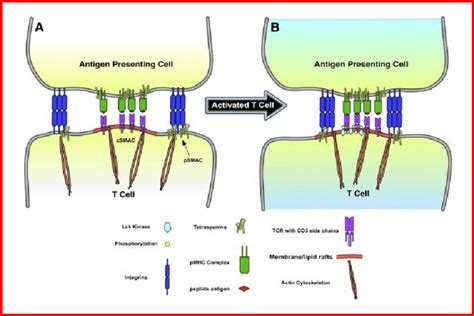 Illustrates the interaction of membrane /lipid rafts with the ...