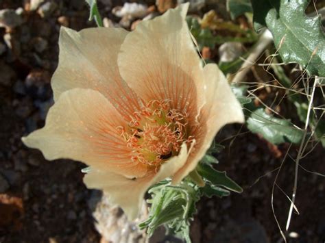 30 Mojave Desert Wildflowers: Mentzelia Involucrata | Wild flowers, Flower pictures, Yellow ...