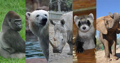 SAFE: Saving Animals From Extinction | Louisville Zoo