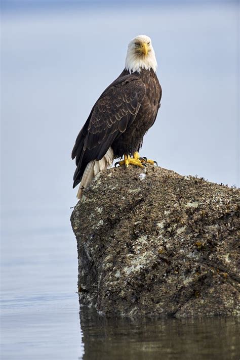 Bald Eagle perched on rock stock photo. Image of bald - 24758710