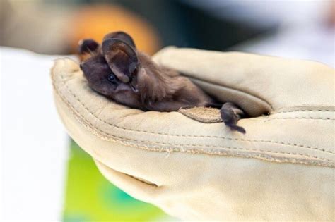 USFWS will finalize critical habitat for endangered bonneted bats in Florida within the next ...