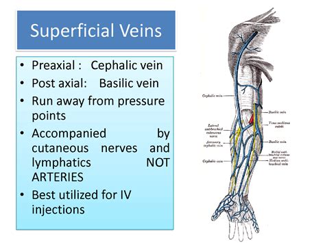 SOLUTION: Venous and lymphatic drainage of upper limb - Studypool