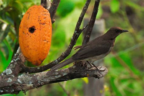 Ibagué 4 Day Tour and BirdWatching - Book Online at Civitatis.com