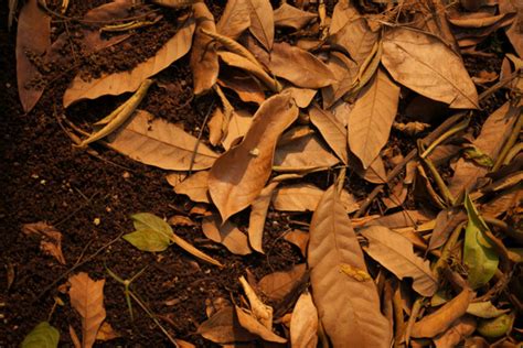 Leaf Composting and Its Benefits - TopBackyards