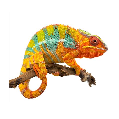 Warm Climate Chameleon Care Sheet: Food, Habitat & Health | Petco