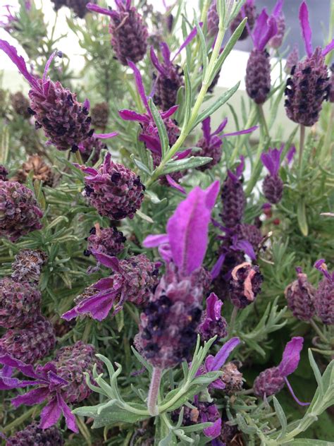 Garden plant in Anglesey, North Wales. : r/whatsthisplant