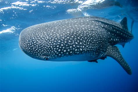 Whale sharks found to slow down to allow researchers to scrape off parasites