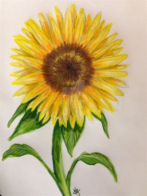 Sunflower Drawing Color at PaintingValley.com | Explore collection of ...