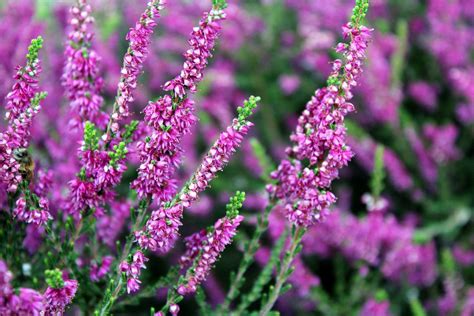 Image result for heather | Signification fleurs, Arbuste, Fleur hiver